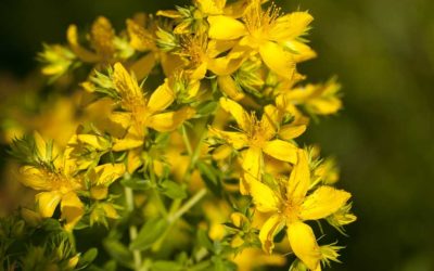 From Ancient Herb to Modern Medicine