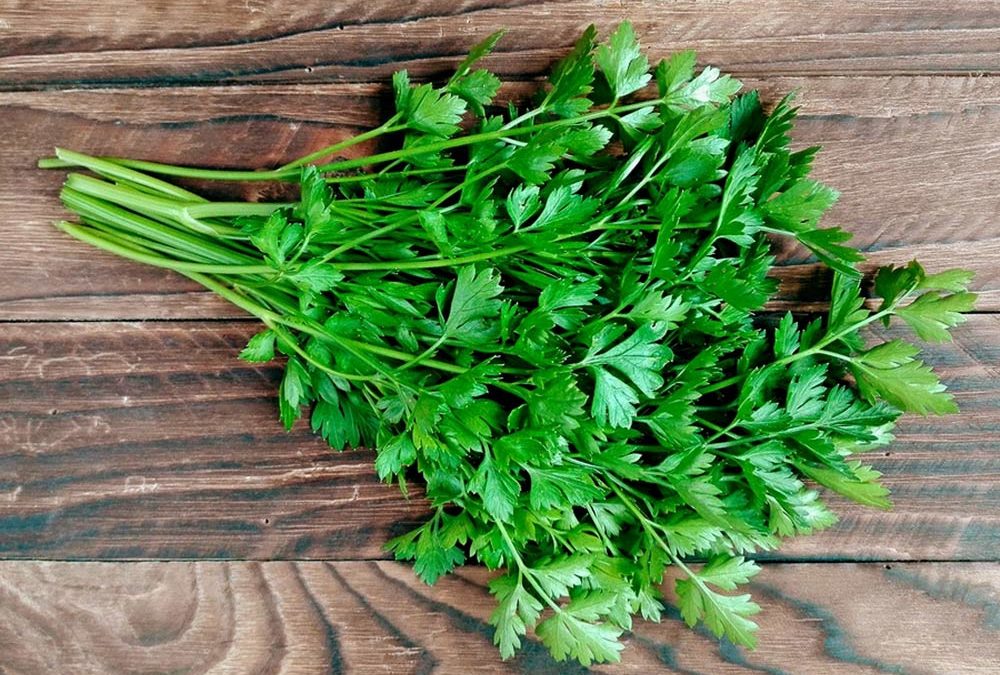 Wild about Winter Greens!