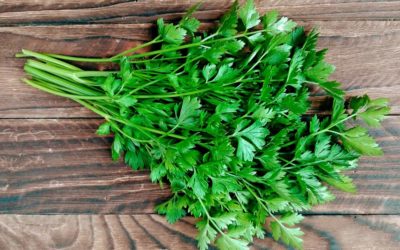 Wild about Winter Greens!