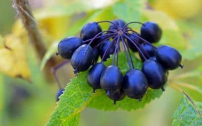Siberian Ginseng: Botanical Remedy for Immune & Stress Support
