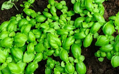 Sweet Basil: Beneficial for Health, Home, and Garden