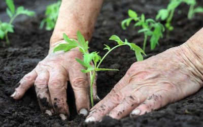 Growing Organic: Save Money, Reduce Toxins, Protect Your Health