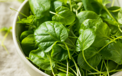 Wonderful Watercress