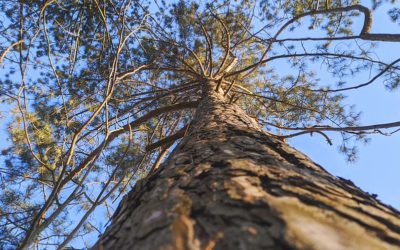 Powerful Procyanidin Eases Allergy Symptoms