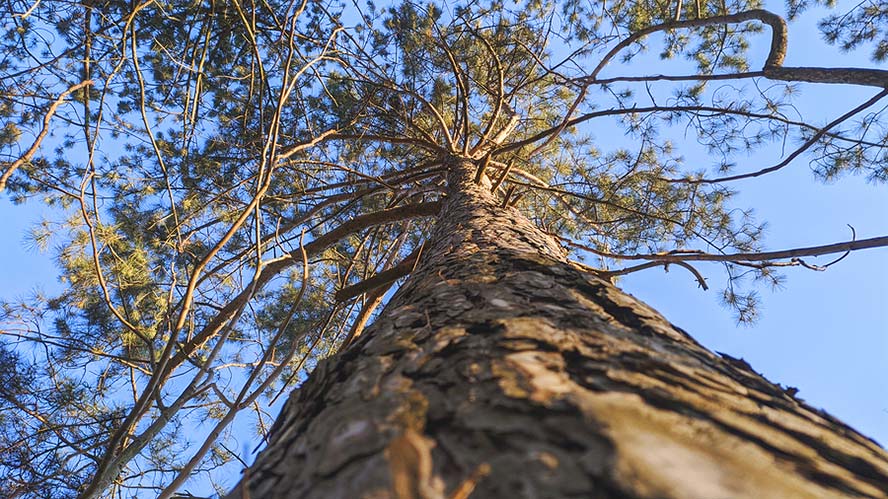 Powerful Procyanidin Eases Allergy Symptoms