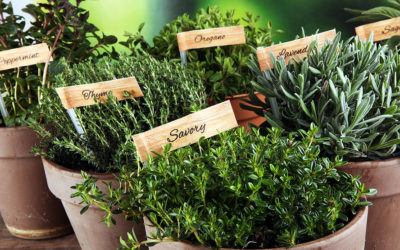 Using Herbs in a Sustainable Way