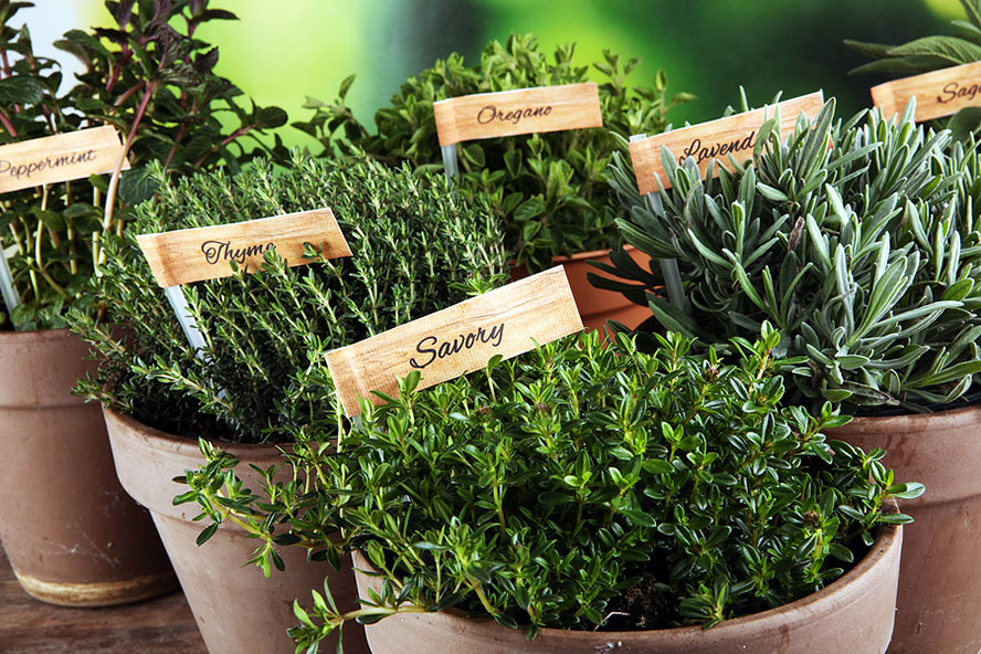 Using Herbs in a Sustainable Way