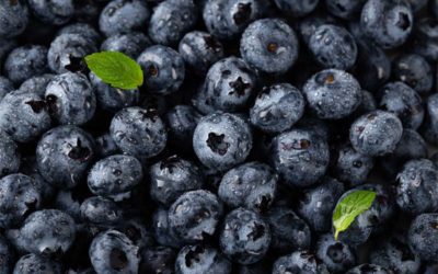 Truly Wild Blueberries Offer Superior Health Benefits