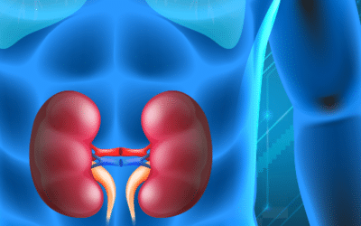 Your Kidneys: Essential to Overall Health