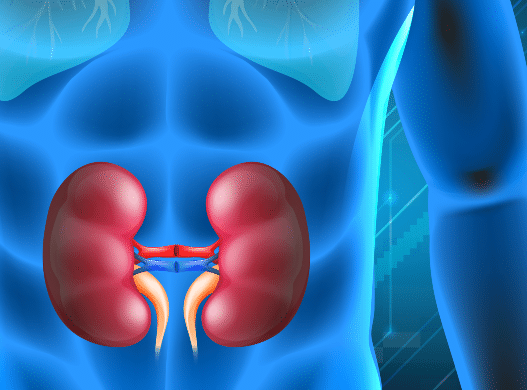 Your Kidneys: Essential to Overall Health