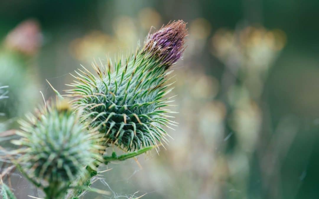 Milk Thistle