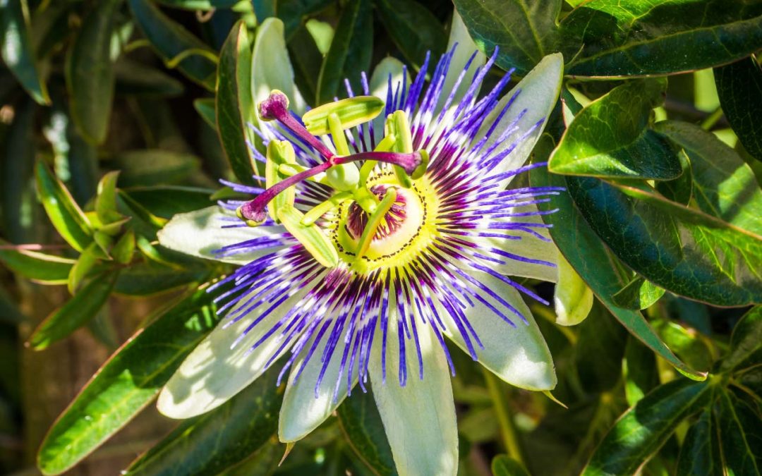The Calming Power of Passionflower