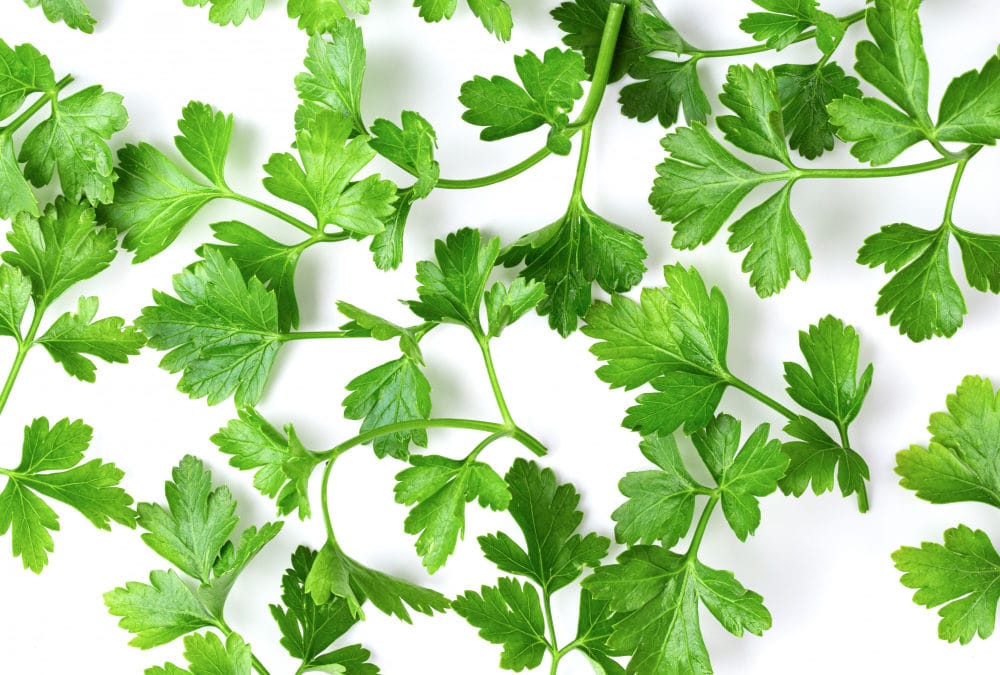 Chlorophyll Supports the Body’s Detox Pathways