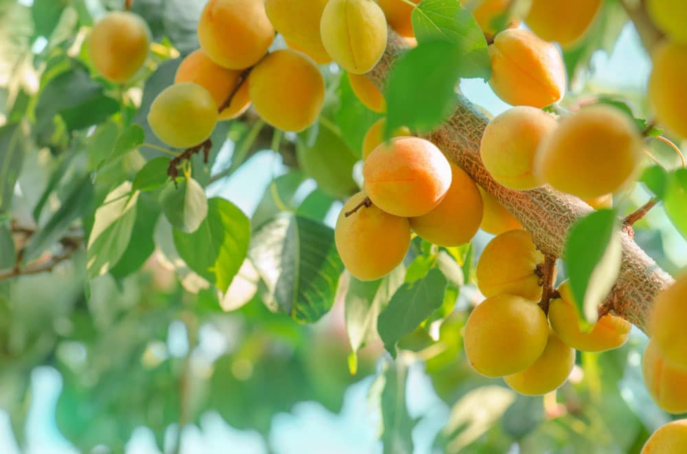 Apricots are Awesome!
