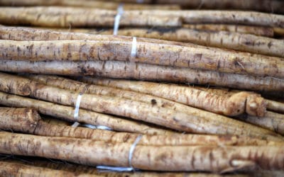 Help Keep Your Skin in Balance with Burdock Root