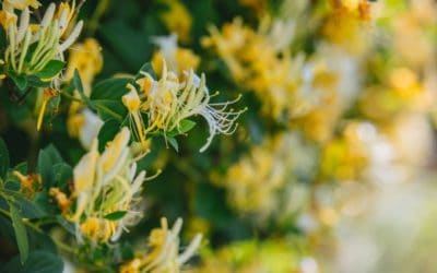 Honeysuckle: Herbal Support for Mind, Body & Spirit
