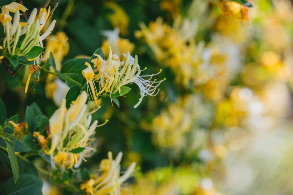 Honeysuckle: Herbal Support for Mind, Body & Spirit