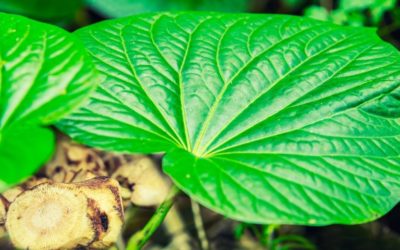 Kava A Healing Herb of the Pacific Islands
