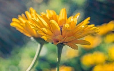Calendula: Herbal Remedy for the Skin and So Much More