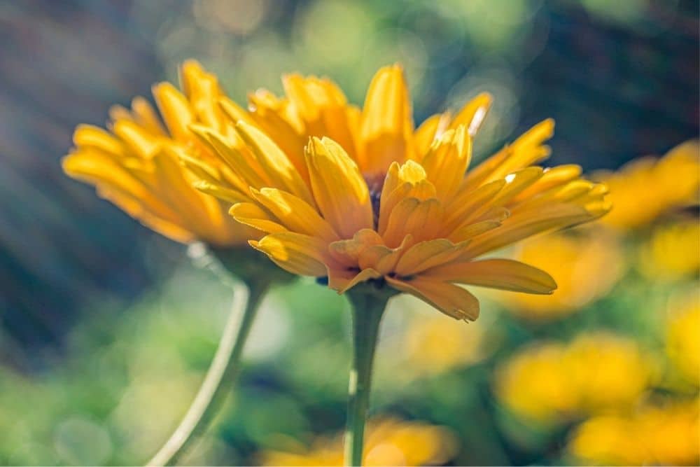 Calendula: Herbal Remedy for the Skin and So Much More